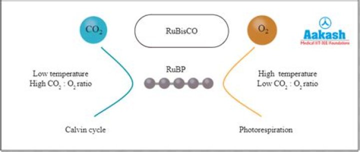 What happens when RuBisCO binds to oxygen?