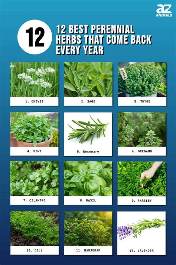 What herbs grow back every year?