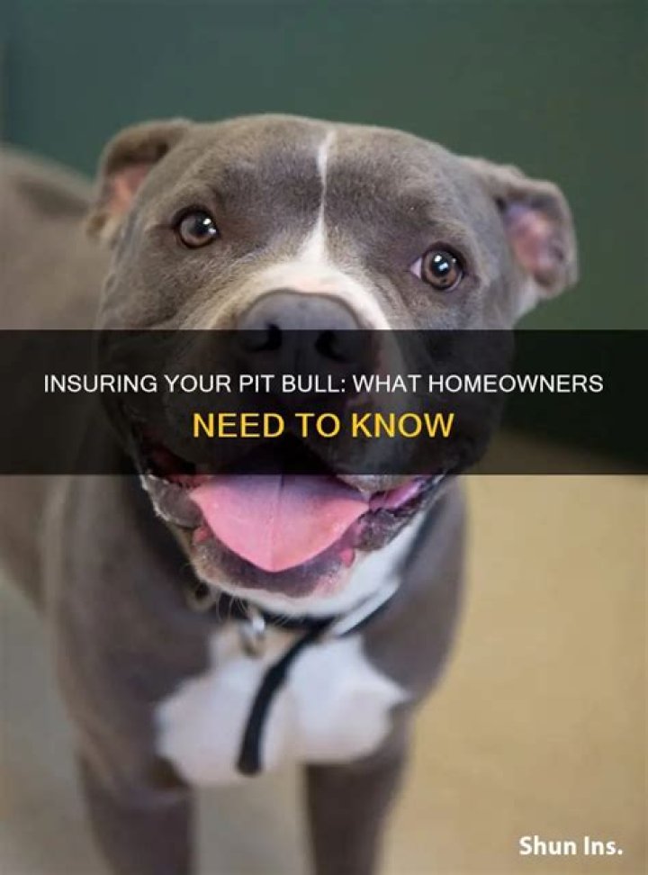 What homeowners cover pit bulls?