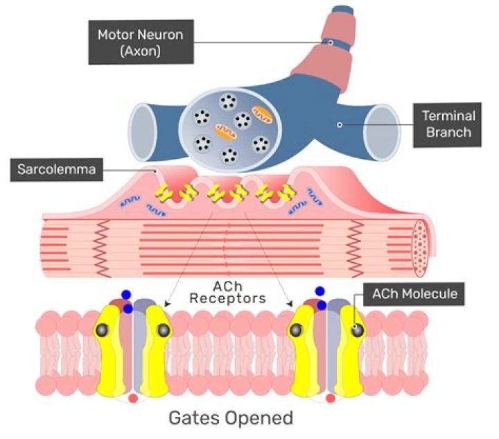 What inhibits acetylcholinesterase? | ContextResponse.com