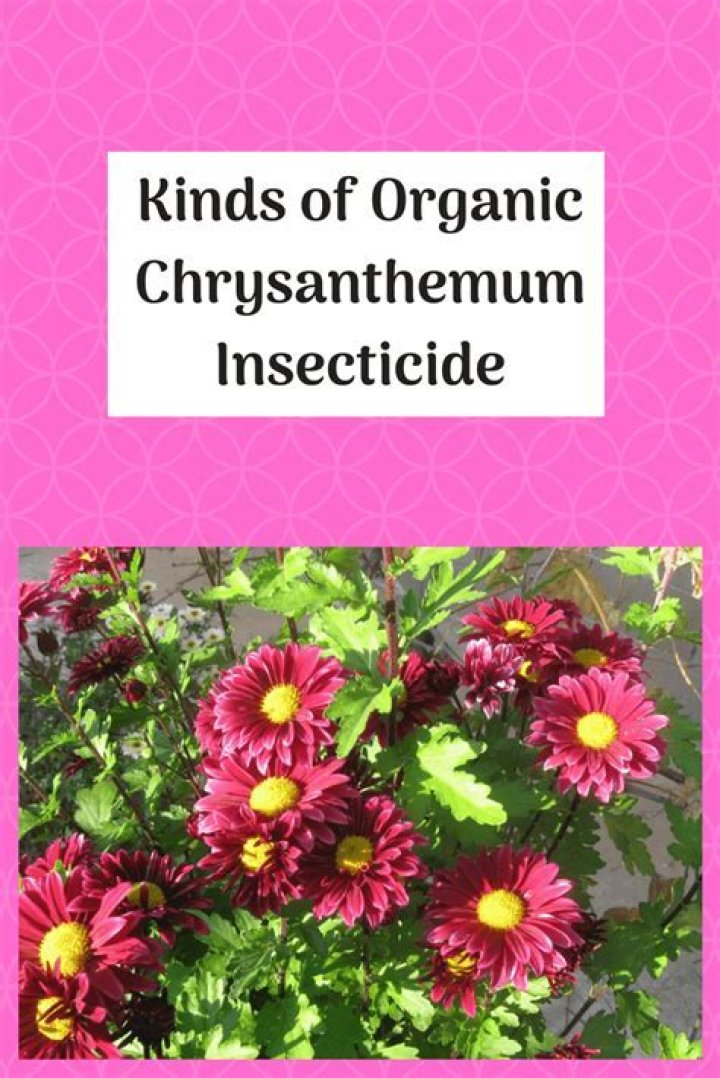 What insecticide is made from chrysanthemums?