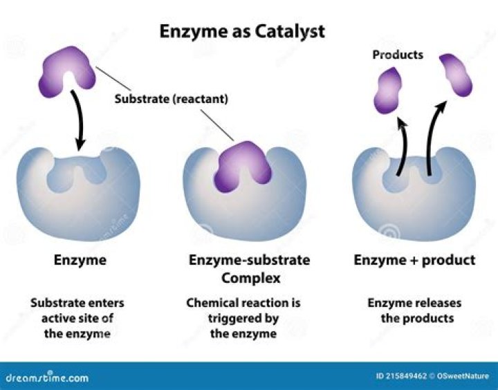 What is a catalyzed reaction?