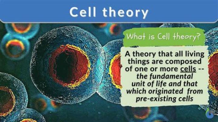 What is a cell essay?