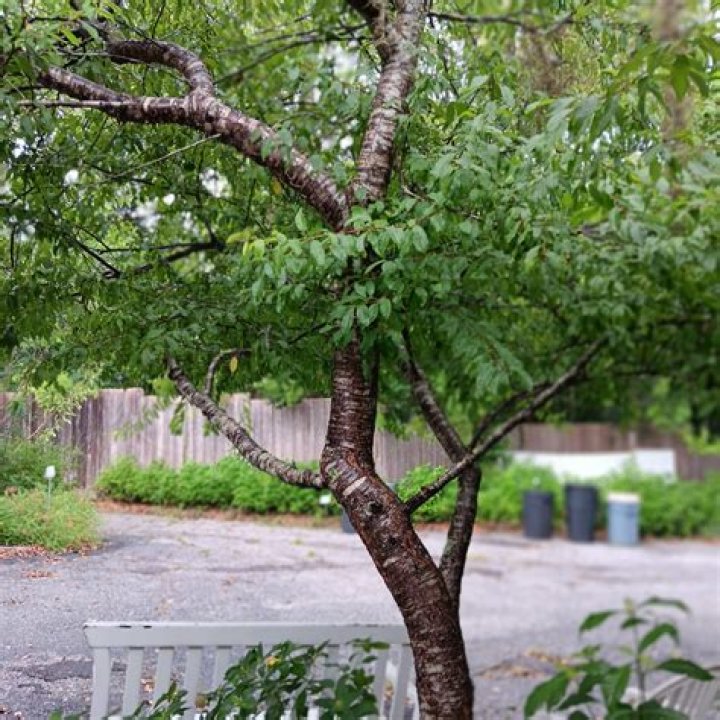 What is a Chickasaw plum tree?