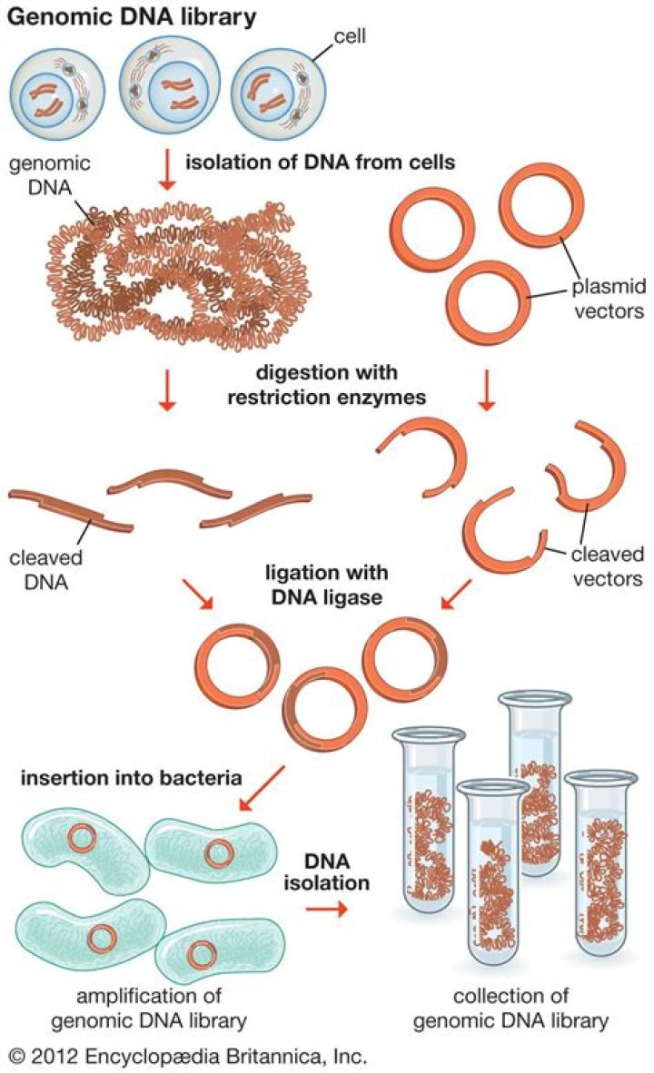 What is a genomic DNA library?