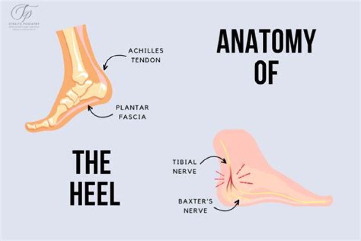What is a heel? | ContextResponse.com