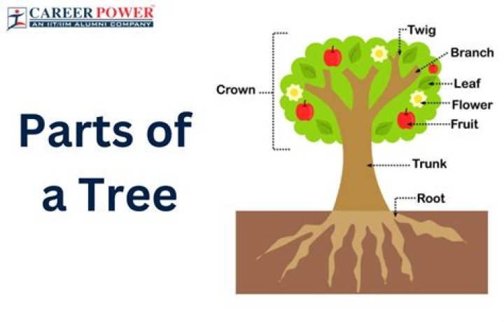 What is a large branch of a tree called?