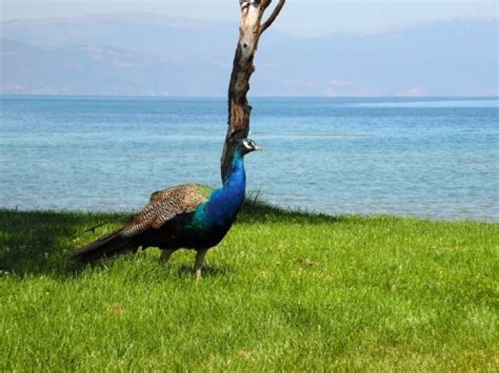 What Is a peacocks habitat?