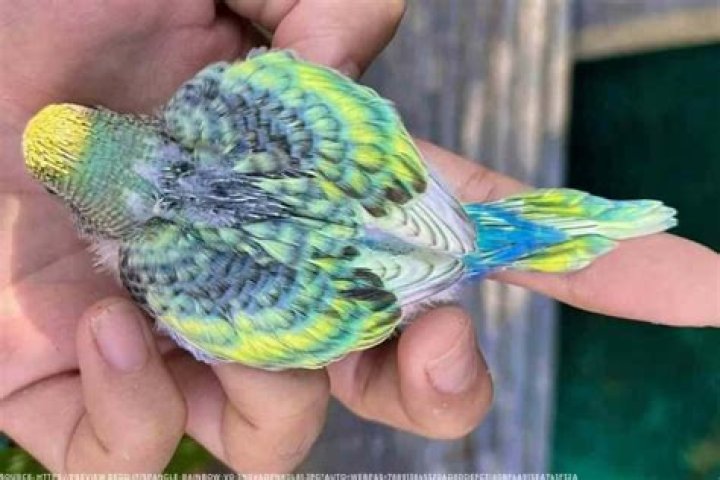 What is a rainbow budgie?