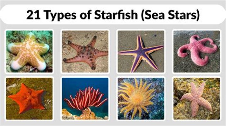What is a sea stars habitat?
