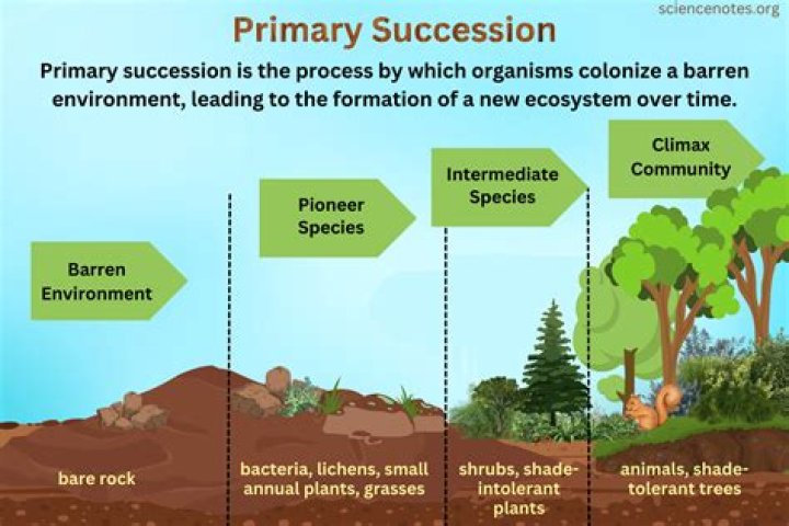 What is a sentence for succession?