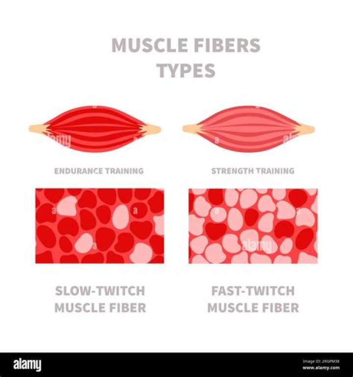 What is a slow twitch muscle?
