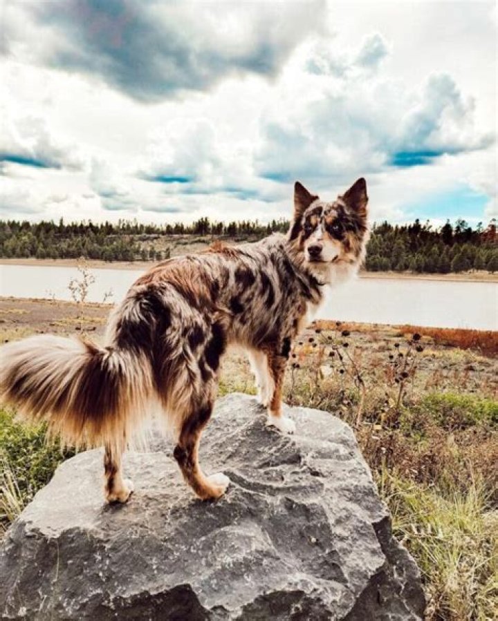 What is an Australian shepherd husky mix called?