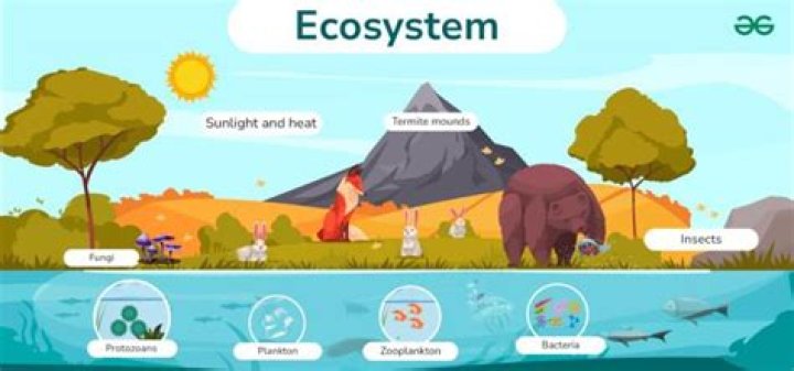 What is an ecosystem and how does it work?