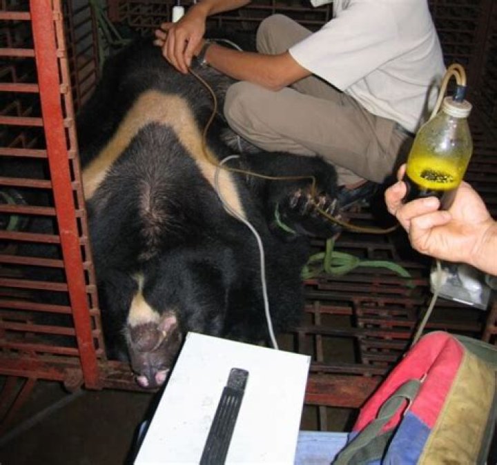 What is bear bile used for?