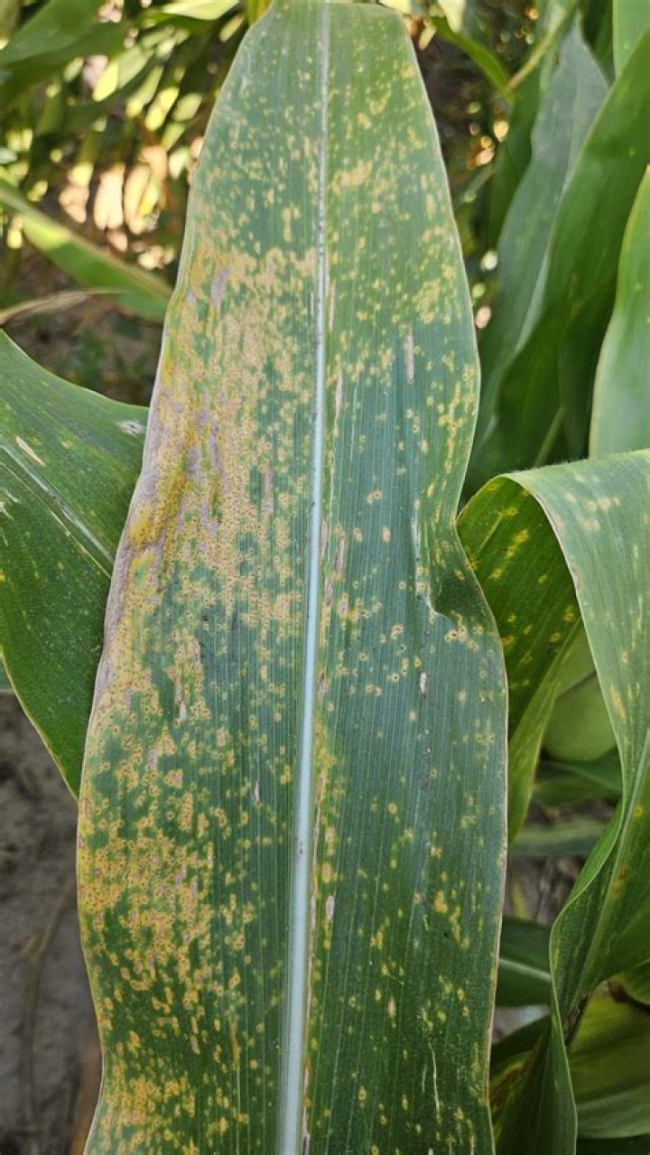What is corn rust? | ContextResponse.com