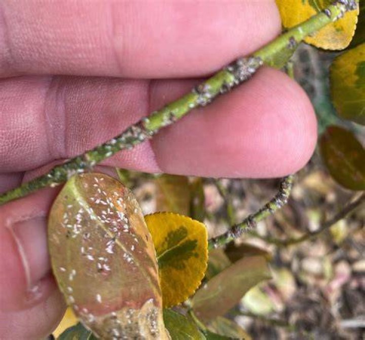 What is eating my euonymus leaves?