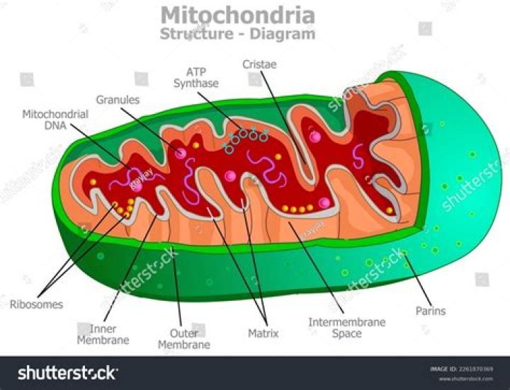 What is inside a mitochondria?