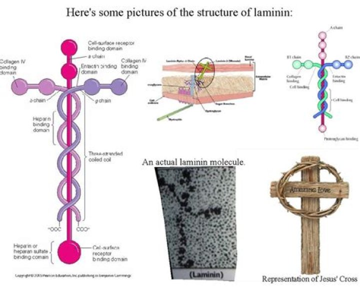 What is Laminine in the human body?