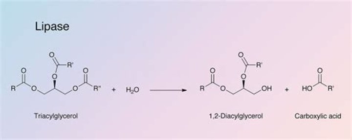 What is lipase product? | ContextResponse.com