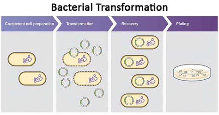 What is meant by bacterial transformation?