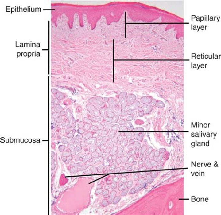 What is oral epithelium? | ContextResponse.com