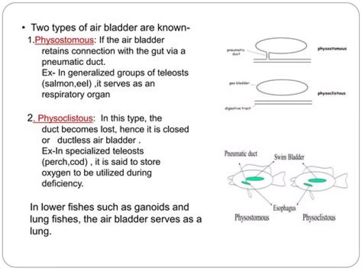 What is Physostomous?