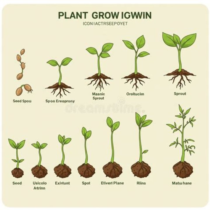 What is plant growth?
