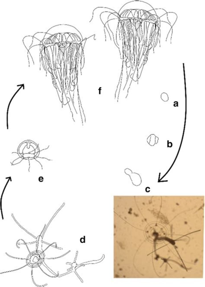 What is planula larva in biology?