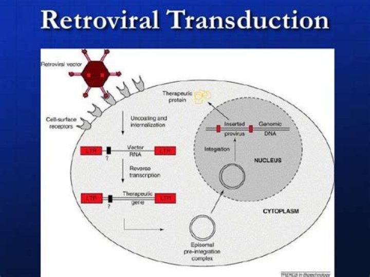 What is retroviral transduction?