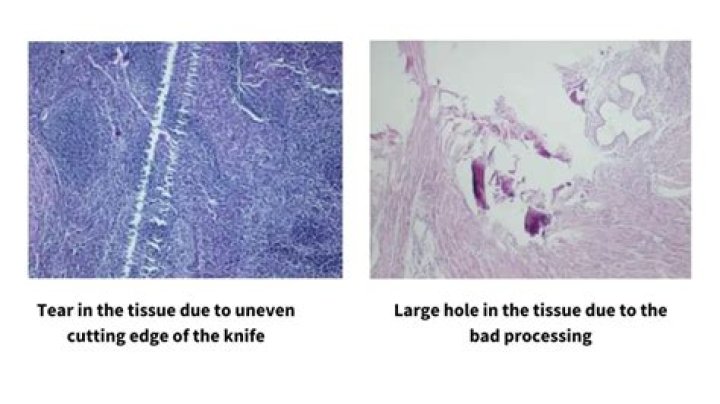 What is sectioning in biology?