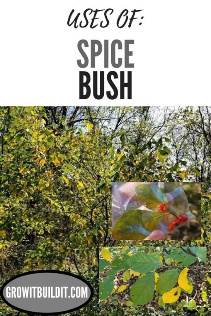 What is spicebush used for?