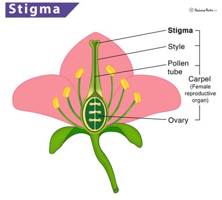 What is stigma in flower?