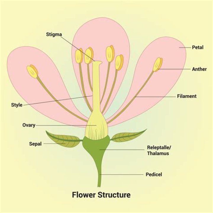 What is structure of flower?