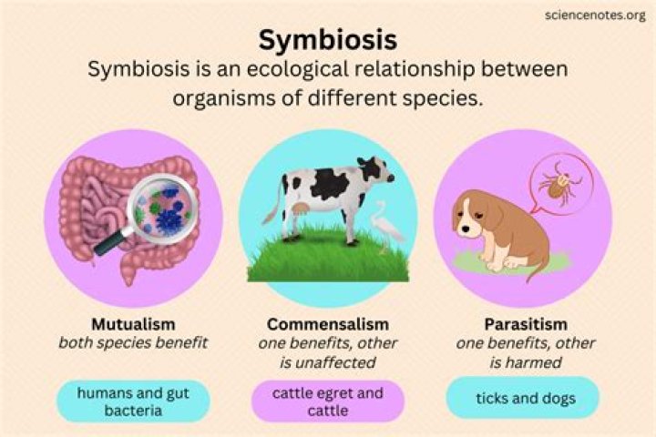 What is symbiotic relationship how it benefits the organisms?