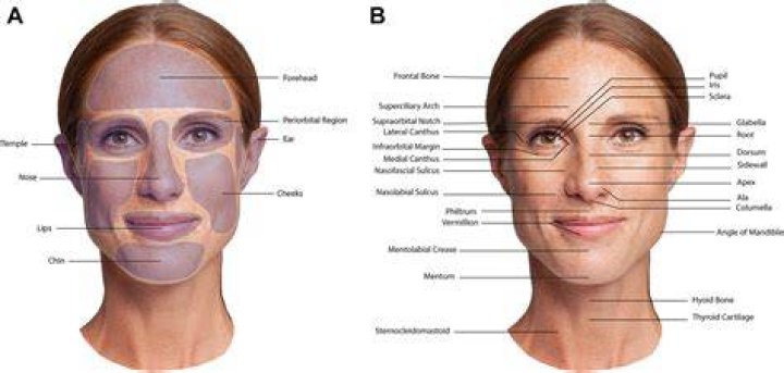 What is the anatomical term for forehead?