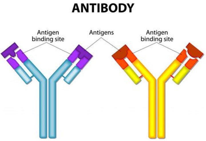 What is the antigen binding site?