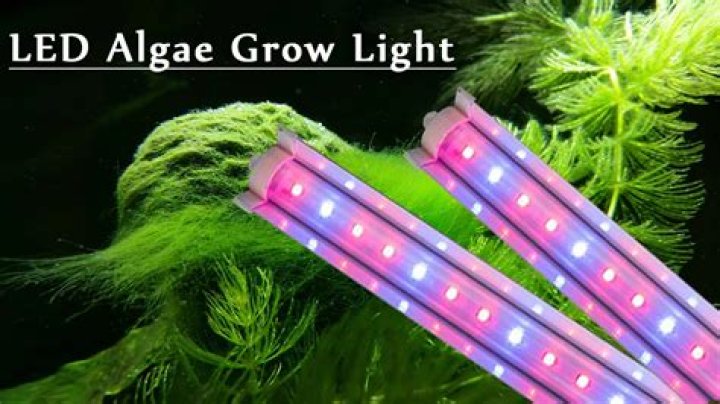 What is the best light to grow algae?