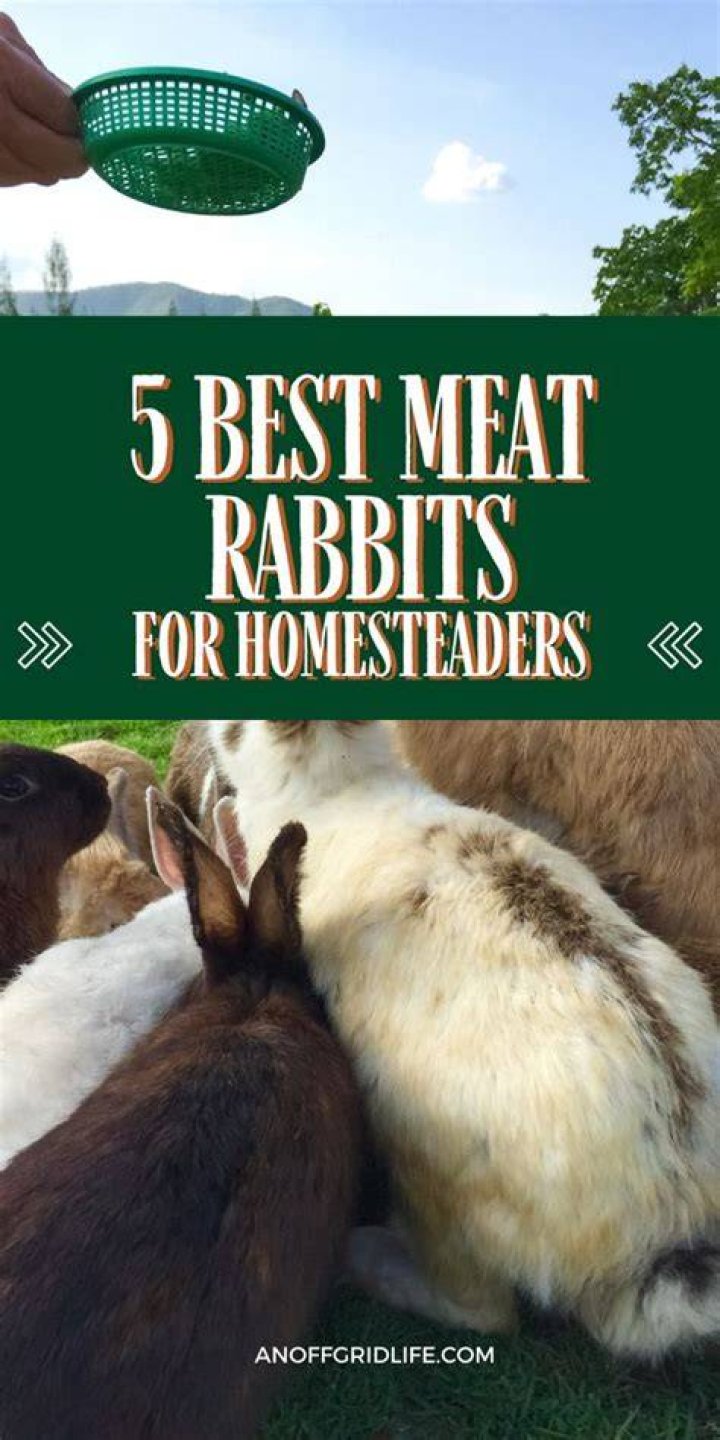 What is the best meat rabbit to raise?