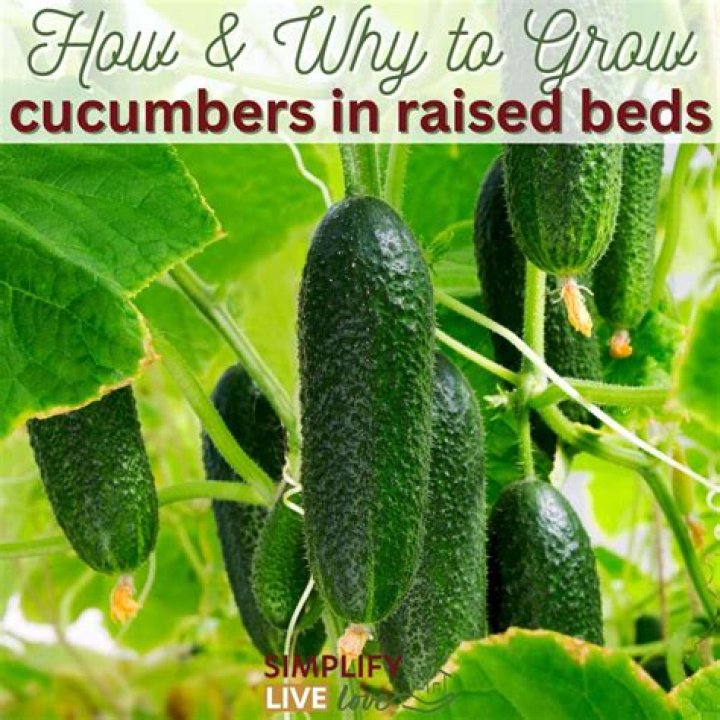What is the best way to store garden cucumbers?