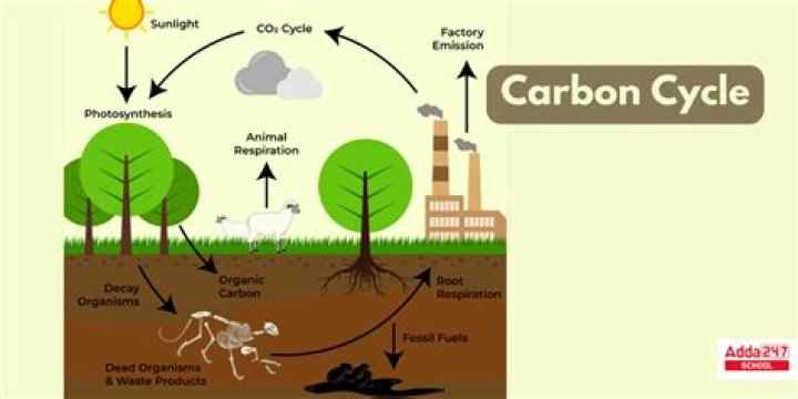 What is the biological importance of the carbon cycle?