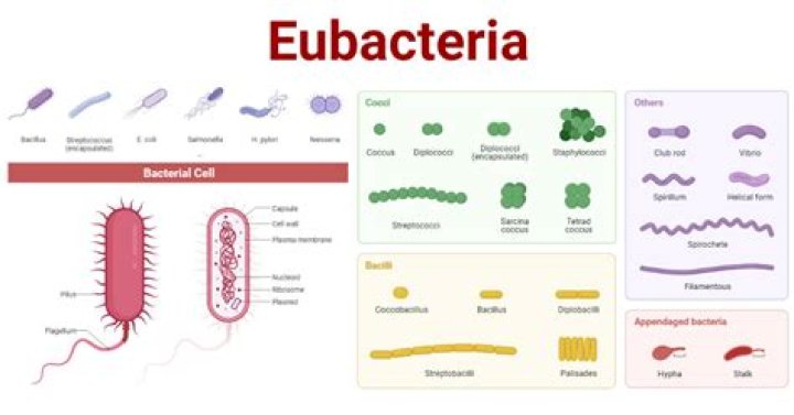 What is the cell type of eubacteria?