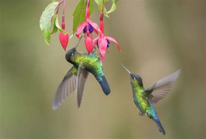 What is the composition of nectar?