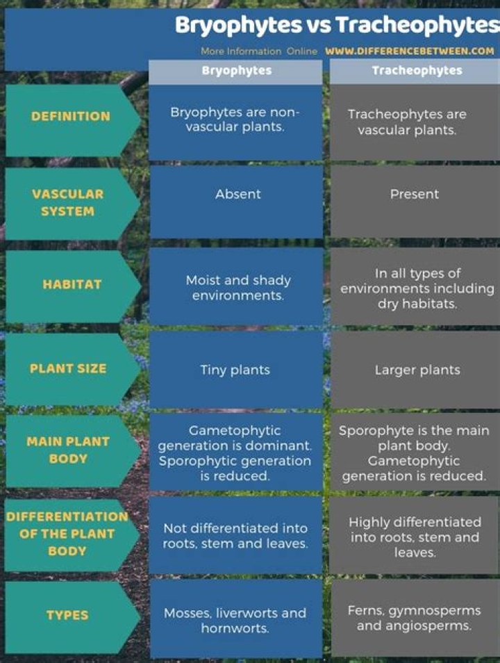 What is the difference between bryophytes and Tracheophytes?