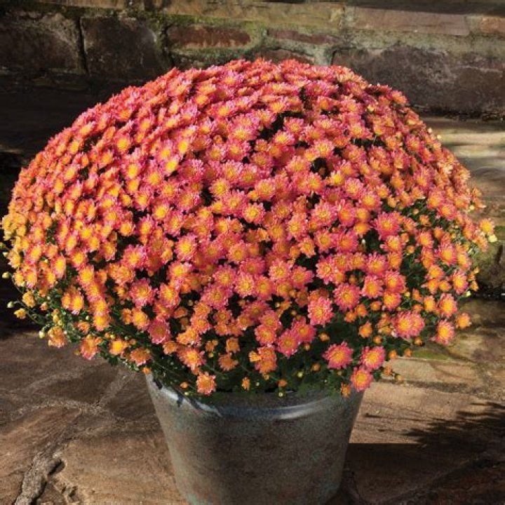 What is the difference between garden mums and hardy mums?