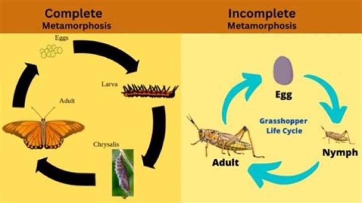 What is the difference between partial and complete metamorphosis?