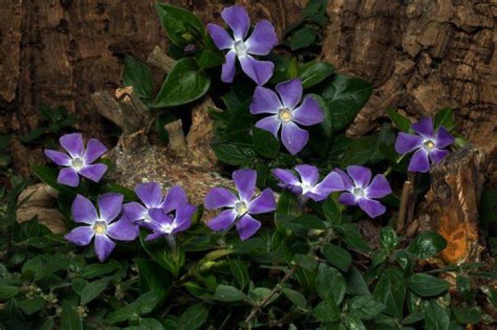 What is the difference between Vinca major and Vinca minor?