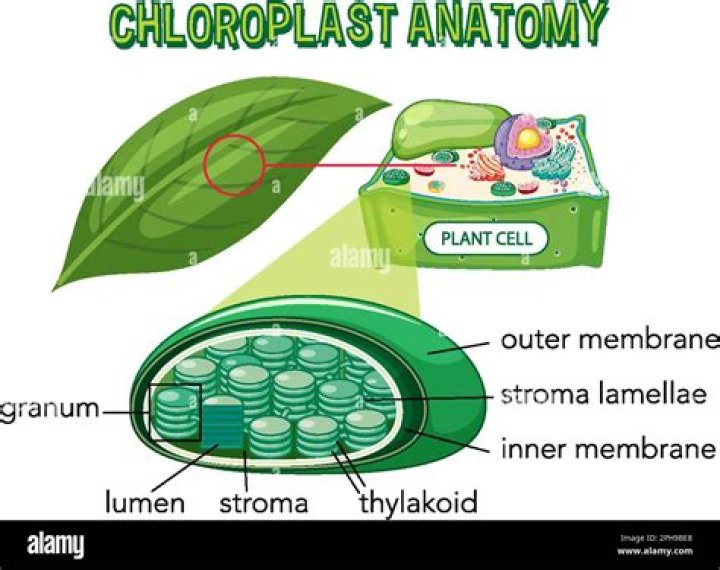 What is the effect of a plant disease that destroys all of the chloroplasts in a plant?