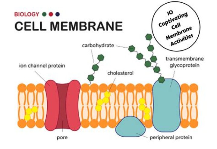 What is the factory part of a cell membrane?