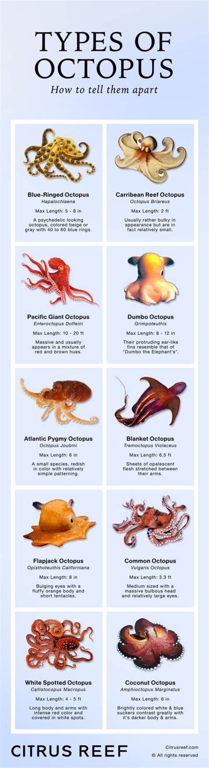 What is the family of an octopus?